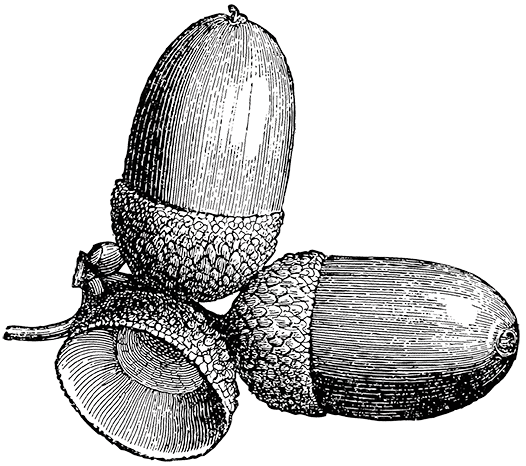 Acorn_02.2_iStock-1361498647-clear