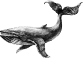 Whale